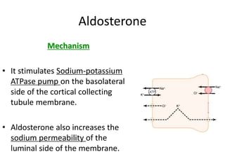 Aldosterone
Mechanism
• It stimulates Sodium-potassium
ATPase pump on the basolateral
side of the cortical collecting
tubule membrane.
• Aldosterone also increases the
sodium permeability of the
luminal side of the membrane.
 