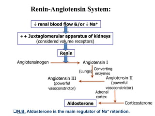Renin
Aldosterone
Adrenal
cortex
Corticosterone
Angiotensinogen
(Lungs)
 renal blood flow &/or  Na+
++ Juxtaglomerular apparatus of kidneys
(considered volume receptors)
Angiotensin I
Converting
enzymes
Angiotensin II
(powerful
vasoconstrictor)
Angiotensin III
(powerful
vasoconstrictor)
Renin-Angiotensin System:
N.B. Aldosterone is the main regulator of Na+ retention.
 