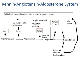 Rennin-Angiotensin-Aldosterone System
Fall in NaCl, extracellular fluid volume, arterial blood pressure
Juxtaglomerular
Apparatus
ReninLiver
Angiotensinogen
+
Angiotensin I Angiotensin II Aldosterone
Lungs
Converting
Enzyme
Adrenal
Cortex
Increased
Sodium
Reabsorption
Helps
CorrectAngioten
sinase A
Angiotension III
 