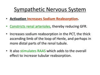 Sympathetic Nervous System
• Activation Increases Sodium Reabsorption.
• Constricts renal arterioles, thereby reducing GFR.
• Increases sodium reabsorption in the PCT, the thick
ascending limb of the loop of Henle, and perhaps in
more distal parts of the renal tubule.
• It also stimulates RAAS which adds to the overall
effect to increase tubular reabsorption.
 