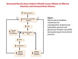 Decreased Macula Densa Sodium Chloride Causes Dilation of Afferent
Arterioles and Increased Renin Release.
Figure:
Macula densa feedback
mechanism for
autoregulation of glomerular
hydrostatic pressure and
glomerular filtration rate (GFR)
during decreased renal arterial
pressure.
 