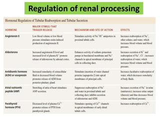 Regulation of renal processing
 