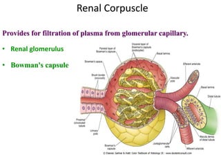 Renal Corpuscle
Provides for filtration of plasma from glomerular capillary.
• Renal glomerulus
• Bowman's capsule
 