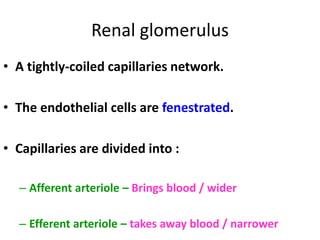 Renal glomerulus
• A tightly-coiled capillaries network.
• The endothelial cells are fenestrated.
• Capillaries are divided into :
– Afferent arteriole – Brings blood / wider
– Efferent arteriole – takes away blood / narrower
 