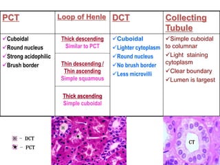 PCT Loop of Henle DCT Collecting
Tubule
Cuboidal
Round nucleus
Strong acidophilic
Brush border
Thick descending
Similar to PCT
Thin descending /
Thin ascending
Simple squamous
Thick ascending
Simple cuboidal
Cuboidal
Lighter cytoplasm
Round nucleus
No brush border
Less microvilli
Simple cuboidal
to columnar
Light staining
cytoplasm
Clear boundary
Lumen is largest
 