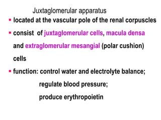 Juxtaglomerular apparatus
 located at the vascular pole of the renal corpuscles
 consist of juxtaglomerular cells, macula densa
and extraglomerular mesangial (polar cushion)
cells
 function: control water and electrolyte balance;
regulate blood pressure;
produce erythropoietin
 