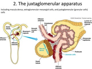 2. The juxtaglomerular apparatus
Including macula densa, extraglumerular mesangial cells, and juxtaglomerular (granular cells)
cells
 