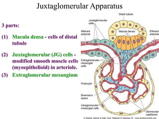 Juxtaglomerular Apparatus
3 parts:
(1) Macula densa - cells of distal
tubule
(2) Juxtaglomerular (JG) cells -
modified smooth muscle cells
(myoepithelioid) in arteriole.
(3) Extraglomerular mesangium
 