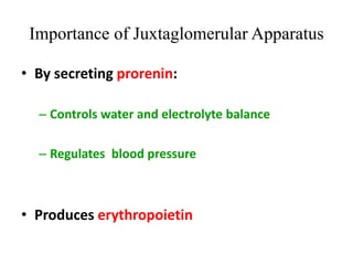 Importance of Juxtaglomerular Apparatus
• By secreting prorenin:
– Controls water and electrolyte balance
– Regulates blood pressure
• Produces erythropoietin
 