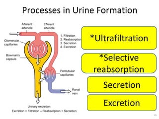 Processes in Urine Formation
26
*Ultrafiltration
*Selective
reabsorption
Secretion
Excretion
 