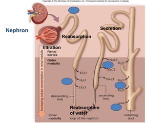 filtration
Reabsorption
Secretion
Reabsorption
of water
Nephron
 