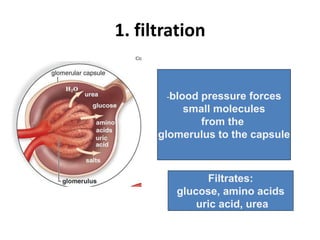 -blood pressure forces
small molecules
from the
glomerulus to the capsule
1. filtration
Filtrates:
glucose, amino acids
uric acid, urea
 