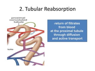 2. Tubular Reabsorption
-return of filtrates
from blood
at the proximal tubule
through diffusion
and active transport
 