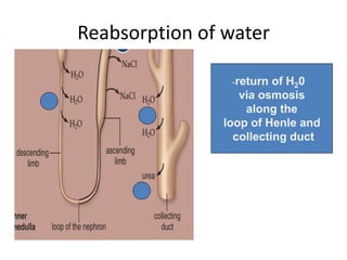 Reabsorption of water
-return of H20
via osmosis
along the
loop of Henle and
collecting duct
 