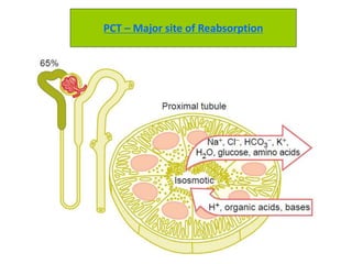 PCT – Major site of Reabsorption
 