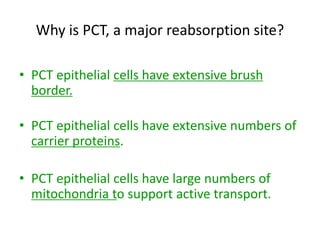 Why is PCT, a major reabsorption site?
• PCT epithelial cells have extensive brush
border.
• PCT epithelial cells have extensive numbers of
carrier proteins.
• PCT epithelial cells have large numbers of
mitochondria to support active transport.
 