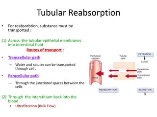 Tubular Reabsorption
• For reabsorbtion, substance must be
transported :
(1) Across the tubular epithelial membranes
into interstitial fluid
Routes of transport :
• Transcellular path
– Water and solutes can be transported
through cell .
• Paracellular path
– Through the junctional spaces between the
cells
(2) Through the interstitium back into the
blood .
• Ultrafiltration (Bulk Flow)
 