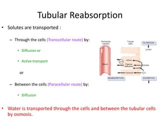 Tubular Reabsorption
• Solutes are transported :
– Through the cells (Transcellular route) by:
• Diffusion or
• Active transport
or
– Between the cells (Paracellular route) by:
• Diffusion
• Water is transported through the cells and between the tubular cells
by osmosis.
 