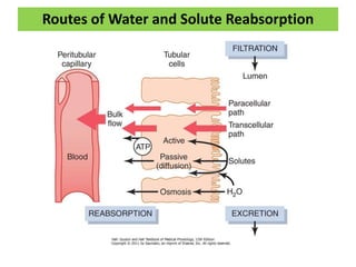 Routes of Water and Solute Reabsorption
 