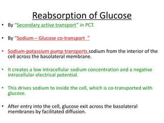 Reabsorption of Glucose
• By “Secondary active transport” in PCT.
• By “Sodium – Glucose co-transport ”
• Sodium-potassium pump transports sodium from the interior of the
cell across the basolateral membrane.
• It creates a low intracellular sodium concentration and a negative
intracellular electrical potential.
• This drives sodium to inside the cell, which is co-transported with
glucose.
• After entry into the cell, glucose exit across the basolateral
membranes by facilitated diffusion.
 