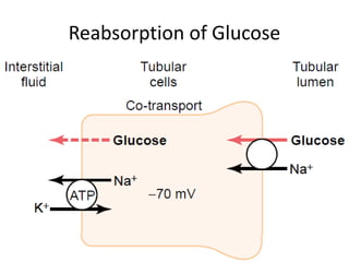Reabsorption of Glucose
 