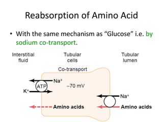 Reabsorption of Amino Acid
• With the same mechanism as “Glucose” i.e. by
sodium co-transport.
 