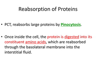 Reabsorption of Proteins
• PCT, reabsorbs large proteins by Pinocytosis.
• Once inside the cell, the protein is digested into its
constituent amino acids, which are reabsorbed
through the basolateral membrane into the
interstitial fluid.
 