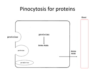 Pinocytosis for proteins
 