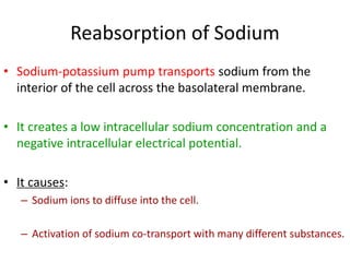 Reabsorption of Sodium
• Sodium-potassium pump transports sodium from the
interior of the cell across the basolateral membrane.
• It creates a low intracellular sodium concentration and a
negative intracellular electrical potential.
• It causes:
– Sodium ions to diffuse into the cell.
– Activation of sodium co-transport with many different substances.
 