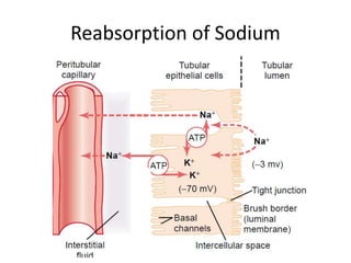 Reabsorption of Sodium
 