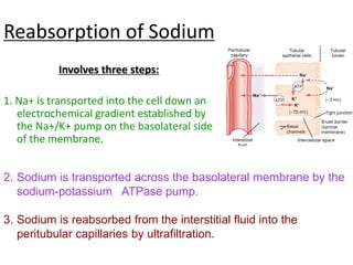 Reabsorption of Sodium
Involves three steps:
1. Na+ is transported into the cell down an
electrochemical gradient established by
the Na+/K+ pump on the basolateral side
of the membrane.
2. Sodium is transported across the basolateral membrane by the
sodium-potassium ATPase pump.
3. Sodium is reabsorbed from the interstitial fluid into the
peritubular capillaries by ultrafiltration.
 