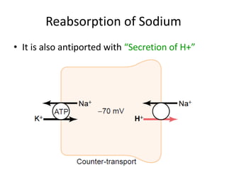 Reabsorption of Sodium
• It is also antiported with “Secretion of H+”
 