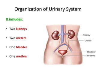 Organization of Urinary System
It includes:
• Two kidneys
• Two ureters
• One bladder
• One urethra
 