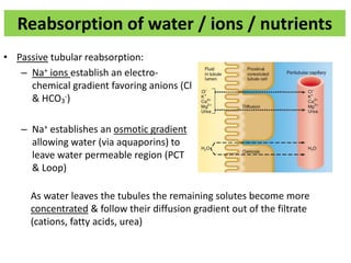 Reabsorption of water / ions / nutrients
• Passive tubular reabsorption:
– Na+ ions establish an electro-
chemical gradient favoring anions (Cl-
& HCO3
-)
– Na+ establishes an osmotic gradient
allowing water (via aquaporins) to
leave water permeable region (PCT
& Loop)
As water leaves the tubules the remaining solutes become more
concentrated & follow their diffusion gradient out of the filtrate
(cations, fatty acids, urea)
 