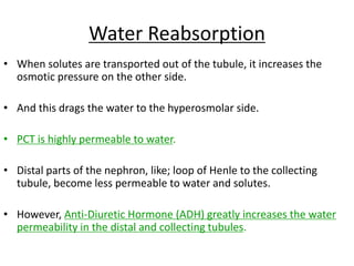 Water Reabsorption
• When solutes are transported out of the tubule, it increases the
osmotic pressure on the other side.
• And this drags the water to the hyperosmolar side.
• PCT is highly permeable to water.
• Distal parts of the nephron, like; loop of Henle to the collecting
tubule, become less permeable to water and solutes.
• However, Anti-Diuretic Hormone (ADH) greatly increases the water
permeability in the distal and collecting tubules.
 