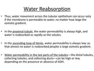 Water Reabsorption
• Thus, water movement across the tubular epithelium can occur only
if the membrane is permeable to water, no matter how large the
osmotic gradient.
• In the proximal tubule, the water permeability is always high, and
water is reabsorbed as rapidly as the solutes.
• In the ascending loop of Henle, water permeability is always low, so
that almost no water is reabsorbed,despite a large osmotic gradient.
• Water permeability in the last parts of the tubules—the distal tubules,
collecting tubules, and collecting ducts—can be high or low,
depending on the presence or absence of ADH.
 