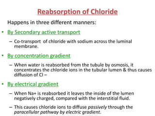 Reabsorption of Chloride
Happens in three different manners:
• By Secondary active transport
– Co-transport of chloride with sodium across the luminal
membrane.
• By concentration gradient
– When water is reabsorbed from the tubule by osmosis, it
concentrates the chloride ions in the tubular lumen & thus causes
diffusion of Cl –
• By electrical gradient
– When Na+ is reabsorbed it leaves the inside of the lumen
negatively charged, compared with the interstitial fluid.
– This causes chloride ions to diffuse passively through the
paracellular pathway by electric gradient.
 