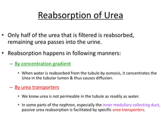Reabsorption of Urea
• Only half of the urea that is filtered is reabsorbed,
remaining urea passes into the urine.
• Reabsorption happens in following manners:
– By concentration gradient
• When water is reabsorbed from the tubule by osmosis, it concentrates the
Urea in the tubular lumen & thus causes diffusion.
– By urea transporters
• We know urea is not permeable in the tubule as readily as water.
• In some parts of the nephron, especially the inner medullary collecting duct,
passive urea reabsorption is facilitated by specific urea transporters.
 