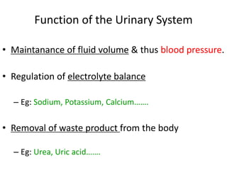 Function of the Urinary System
• Maintanance of fluid volume & thus blood pressure.
• Regulation of electrolyte balance
– Eg: Sodium, Potassium, Calcium…….
• Removal of waste product from the body
– Eg: Urea, Uric acid…….
 