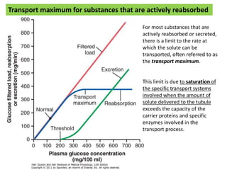 Transport maximum for substances that are actively reabsorbed
For most substances that are
actively reabsorbed or secreted,
there is a limit to the rate at
which the solute can be
transported, often referred to as
the transport maximum.
This limit is due to saturation of
the specific transport systems
involved when the amount of
solute delivered to the tubule
exceeds the capacity of the
carrier proteins and specific
enzymes involved in the
transport process.
 