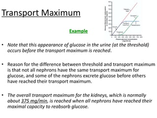 Transport Maximum
Example
• Note that this appearance of glucose in the urine (at the threshold)
occurs before the transport maximum is reached.
• Reason for the difference between threshold and transport maximum
is that not all nephrons have the same transport maximum for
glucose, and some of the nephrons excrete glucose before others
have reached their transport maximum.
• The overall transport maximum for the kidneys, which is normally
about 375 mg/min, is reached when all nephrons have reached their
maximal capacity to reabsorb glucose.
 