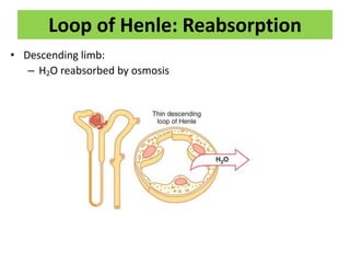 Loop of Henle: Reabsorption
• Descending limb:
– H2O reabsorbed by osmosis
 