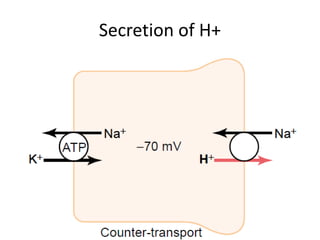 Secretion of H+
 