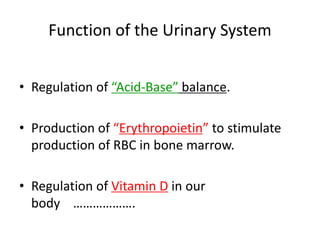 Function of the Urinary System
• Regulation of “Acid-Base” balance.
• Production of “Erythropoietin” to stimulate
production of RBC in bone marrow.
• Regulation of Vitamin D in our
body ……………….
 