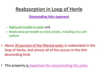 Reabsorption in Loop of Henle
Descending thin segment
– Highly permeable to water and
– Moderately permeable to most solutes, including urea and
sodium.
• About 20 percent of the filtered water is reabsorbed in the
loop of Henle, and almost all of this occurs in the thin
descending limb.
• This property is important for concentrating the urine.
 