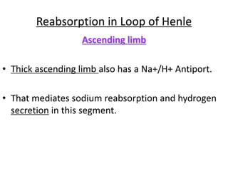 Reabsorption in Loop of Henle
Ascending limb
• Thick ascending limb also has a Na+/H+ Antiport.
• That mediates sodium reabsorption and hydrogen
secretion in this segment.
 