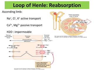 Loop of Henle: Reabsorption
Ascending limb:
Na+, Cl-, K+ active transport
Ca2+, Mg2+ passive transport
H2O : impermeable
 