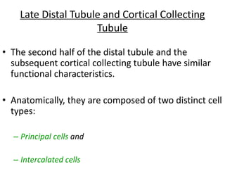 Late Distal Tubule and Cortical Collecting
Tubule
• The second half of the distal tubule and the
subsequent cortical collecting tubule have similar
functional characteristics.
• Anatomically, they are composed of two distinct cell
types:
– Principal cells and
– Intercalated cells
 