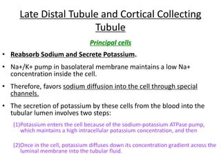 Late Distal Tubule and Cortical Collecting
Tubule
Principal cells
• Reabsorb Sodium and Secrete Potassium.
• Na+/K+ pump in basolateral membrane maintains a low Na+
concentration inside the cell.
• Therefore, favors sodium diffusion into the cell through special
channels.
• The secretion of potassium by these cells from the blood into the
tubular lumen involves two steps:
(1)Potassium enters the cell because of the sodium-potassium ATPase pump,
which maintains a high intracellular potassium concentration, and then
(2)Once in the cell, potassium diffuses down its concentration gradient across the
luminal membrane into the tubular fluid.
 