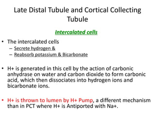 Late Distal Tubule and Cortical Collecting
Tubule
Intercalated cells
• The intercalated cells
– Secrete hydrogen &
– Reabsorb potassium & Bicarbonate
• H+ is generated in this cell by the action of carbonic
anhydrase on water and carbon dioxide to form carbonic
acid, which then dissociates into hydrogen ions and
bicarbonate ions.
• H+ is thrown to lumen by H+ Pump, a different mechanism
than in PCT where H+ is Antiported with Na+.
 